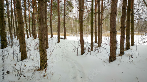 Obraz na płótnie Pine forest in winter time w salonie