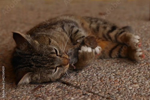 A domestic cat hunts and eats a mouse on a stone covered ground