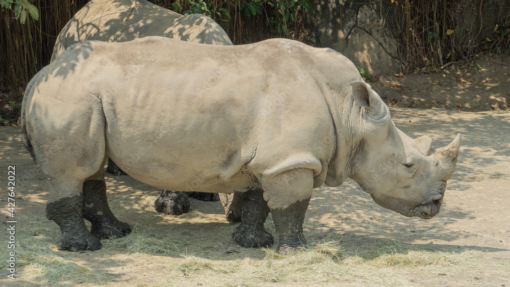Fototapeta premium White rhinoceros lowered its head to eat hay on the ground 3