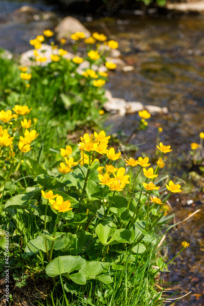 Yellow Kingcup flowers at the a creek