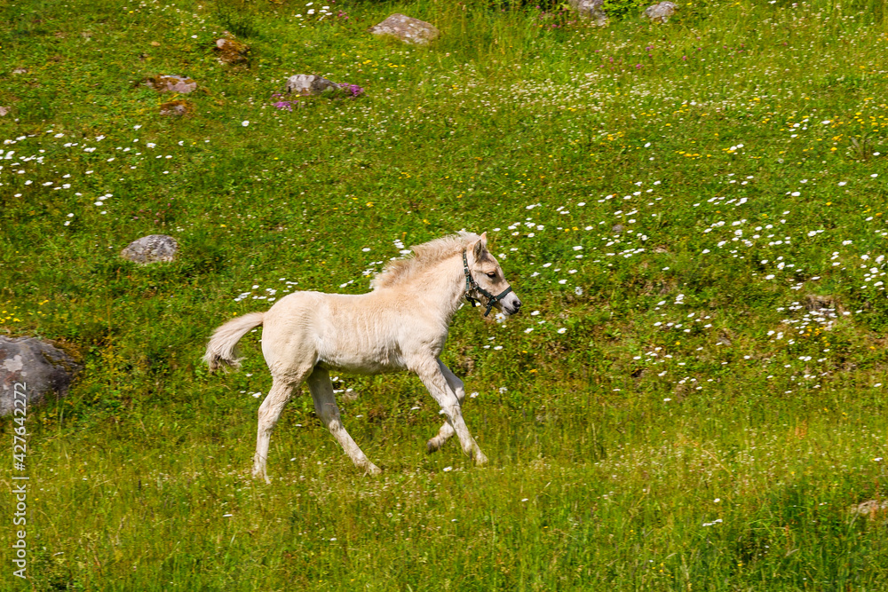 Fjord horse foal running on a meadow Fjord horse foal running on a meadow