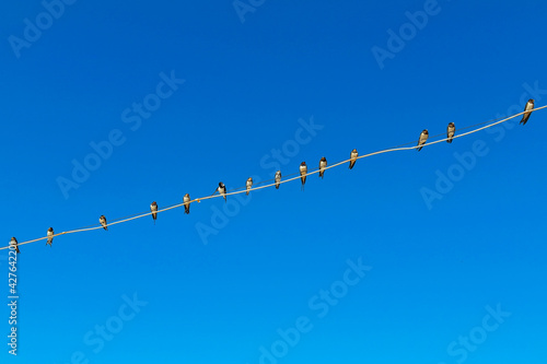 Flock of swallows sitting on a wire