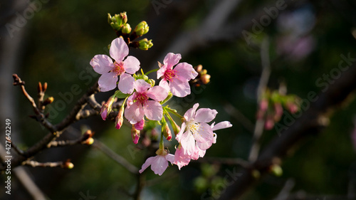 pink flowers