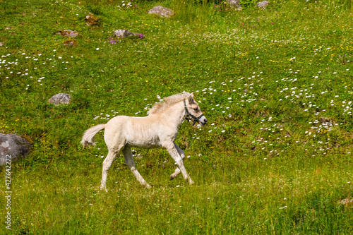 Fjord horse foal running on a meadow