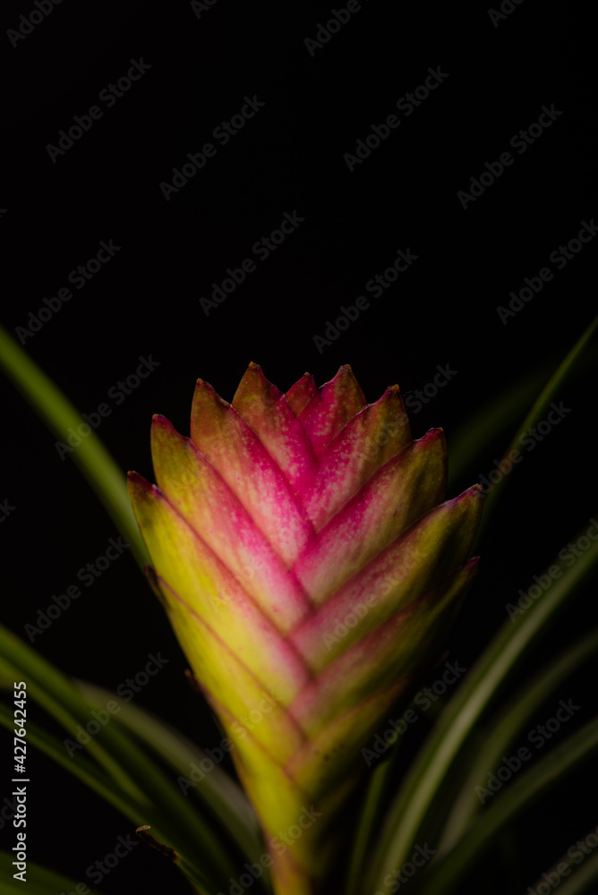 Fototapeta premium Flower with black background