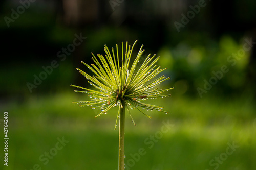 dandelion in the grass