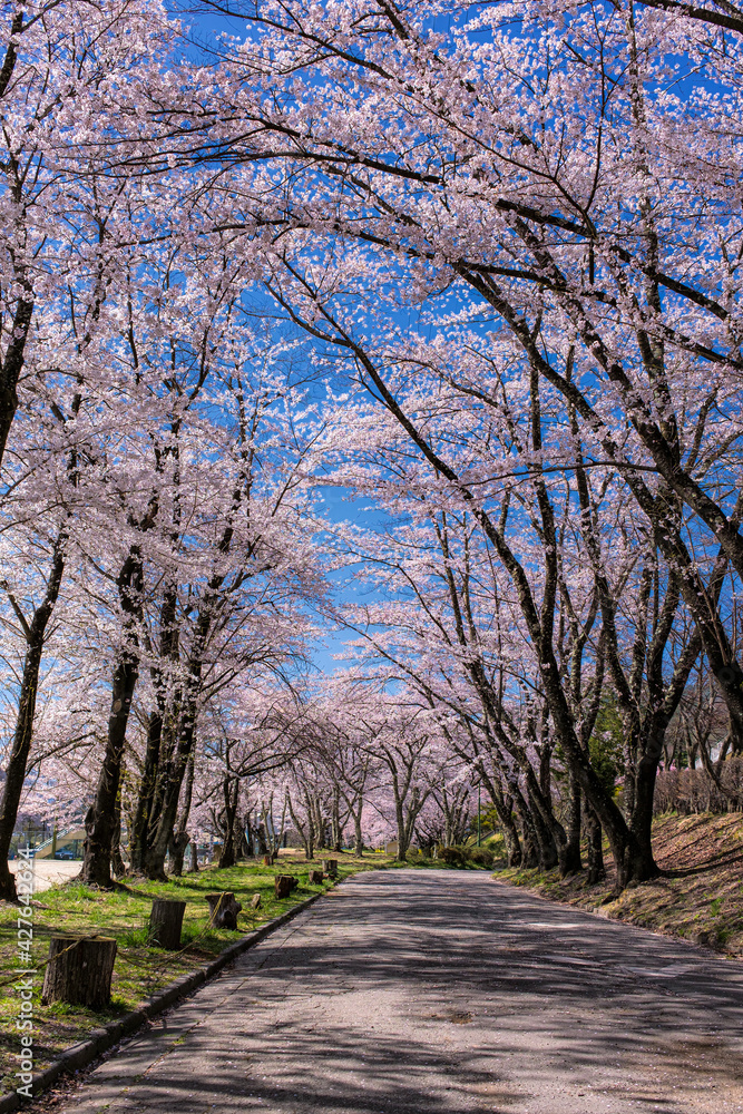 長野県・春の茅野市運動公園の風景