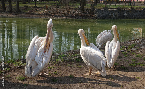 Pelicans standing by the lake brush their feathers with their beaks