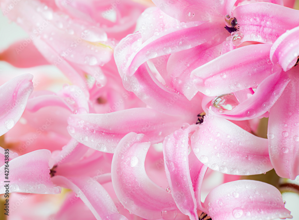 Flower hyacinth pink color close-up