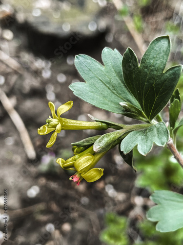 golden currant blooms in the garden in spring with yellow flowers