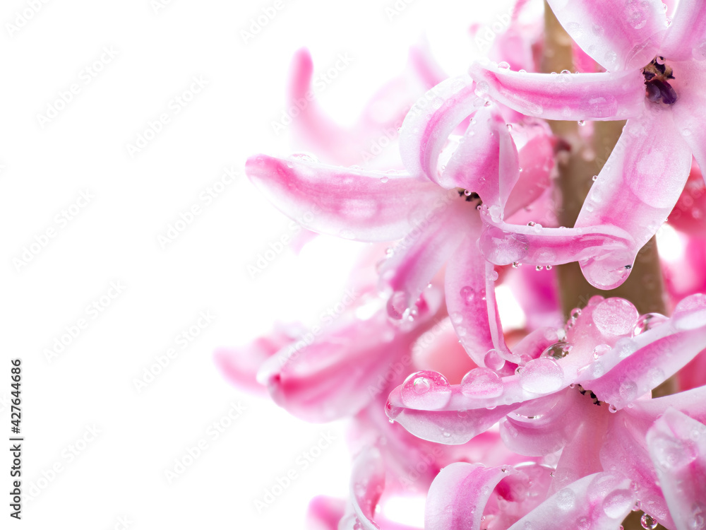 Obraz premium Flower hyacinth pink color close-up isolated