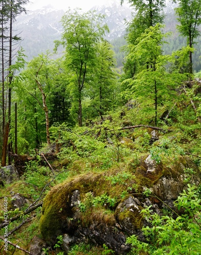 Green forest in the Bavarian Alps in Berchtesgaden
