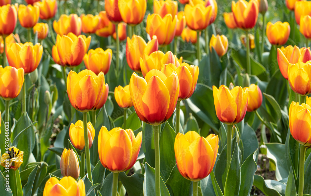 a tulip garden blooming in spring