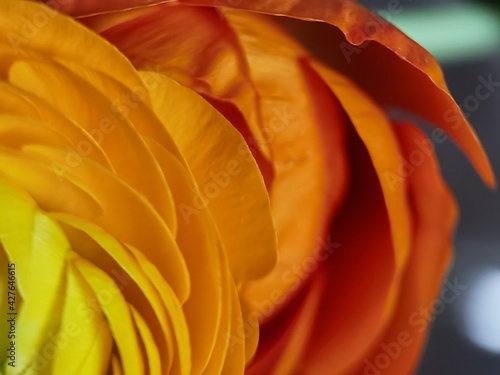 Yellow and orange gradient on flower
