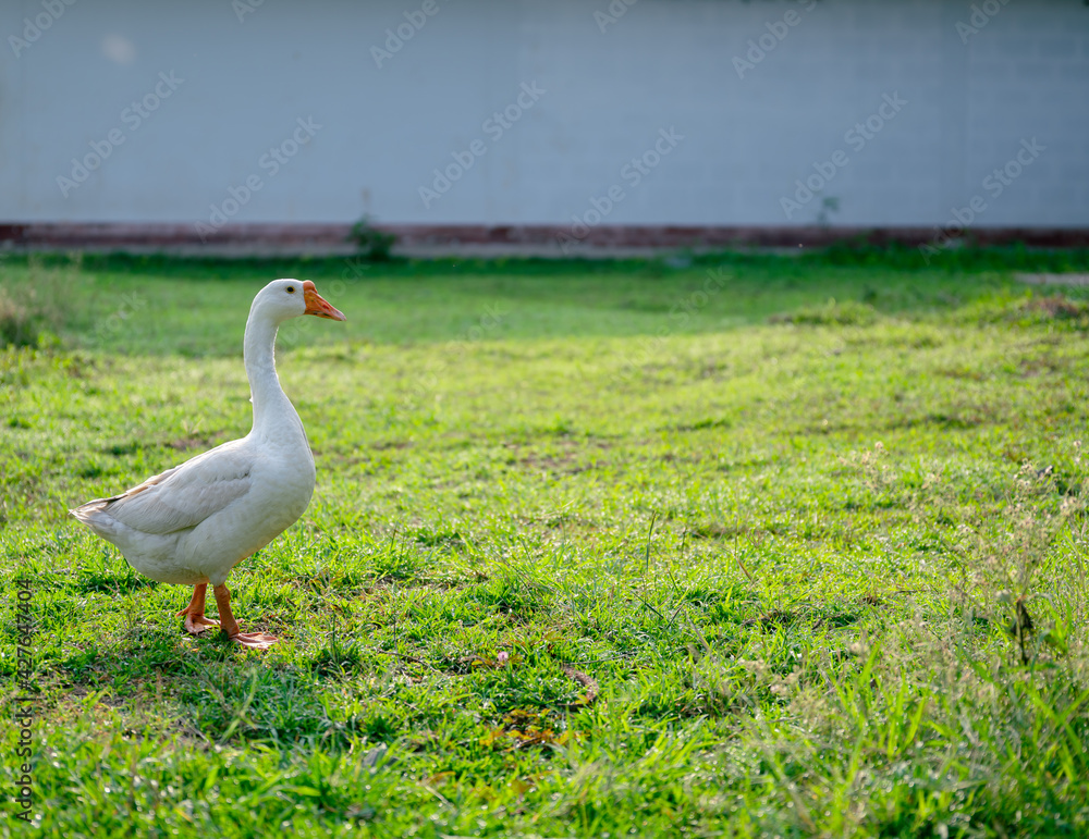 White goose (Chinese goose) walking on the green grass. White goose (Chinese goose) walking on the green grass.
