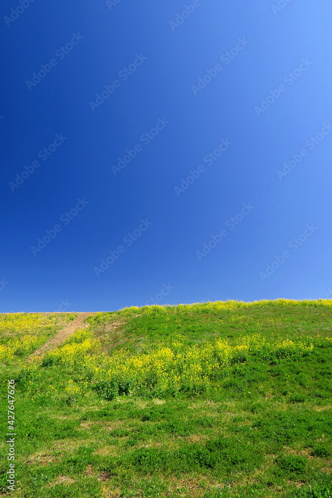 Obraz premium 青空と菜の花咲く春の江戸川土手風景