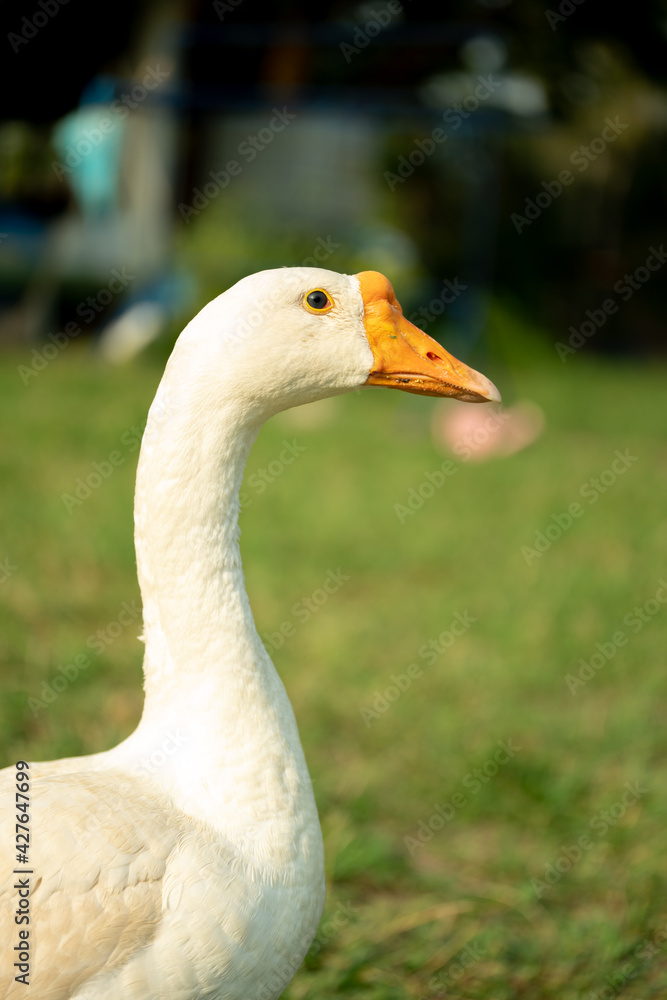 White goose (Chinese goose) walking on the green grass. White goose (Chinese goose) walking on the green grass.