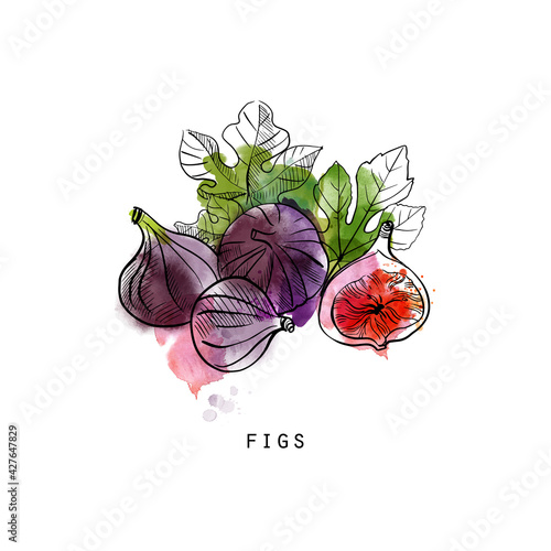 Watercolor vector illustration of figs