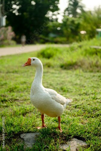 White goose (Chinese goose) walking on the green grass.