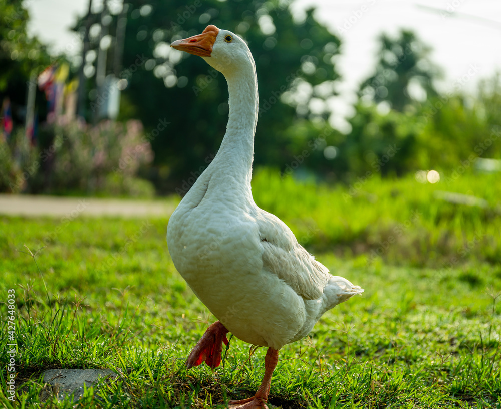 White goose (Chinese goose) walking on the green grass. White goose (Chinese goose) walking on the green grass.