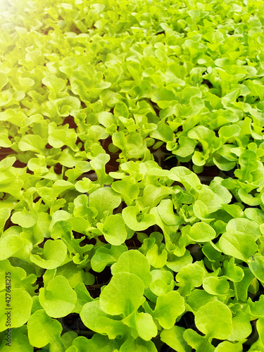 Close up of salad vegetable plantation in a green house in an organic farm. Healthy diet lifestyle.