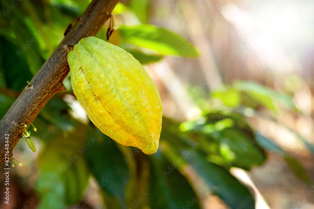 Cacao tree with cacao pods in a organic farm.. Cacao tree with cacao pods in a organic farm..