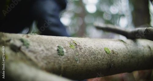 Wallpaper Mural Firefighter hesitating before cutting tree trunk with chainsaw, closeup view Torontodigital.ca