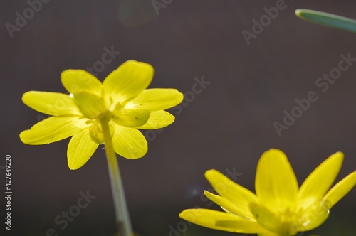 Fototapeta Naklejka Na Ścianę i Meble -  Field, early ,spring, yellow flowers on a clear day.