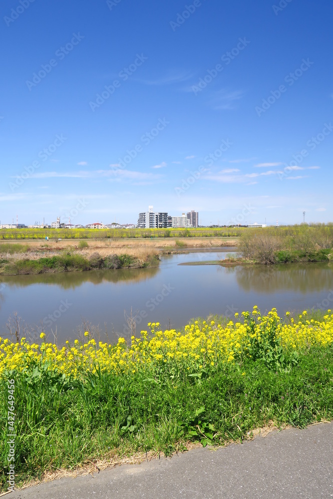 Fototapeta premium 菜の花満開の江戸川土手から見る江戸川風景