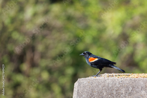 A Red-winged Blackbird in a trail in Mississauga, Canada