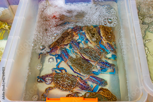 Canvas Print Seafood live crabs shellfish crustaceans Thai market China Town Bangkok