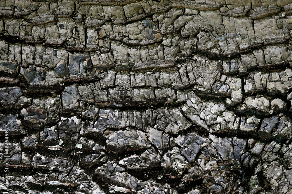 Bark wooden texture background , close up Bark wooden texture background , close up