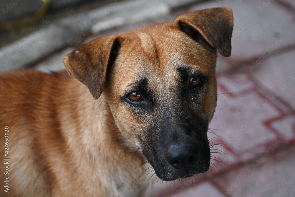 Close-up picture of a stray dog's face, ears folded down on both sides, fur shortened, standing in a park. Look suspiciously at the camera. The eyes of the poor dog
