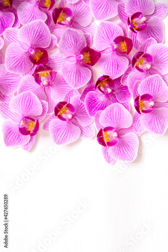 Orchid flower on a white background. The flowers are purple in color. Delicate and beautiful inflorescence.