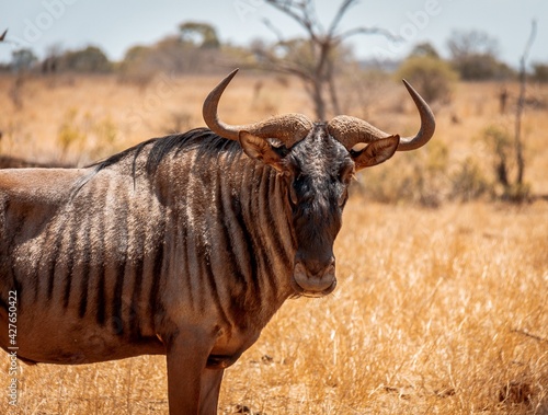 Fototapeta Naklejka Na Ścianę i Meble -  wildebeest in Africa 