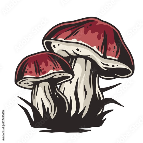 Mushroom picking of porcini, king bolete. Cep mushrooms. Vegetarian fungus boletus for food. Nature fungi for healthy nutrition