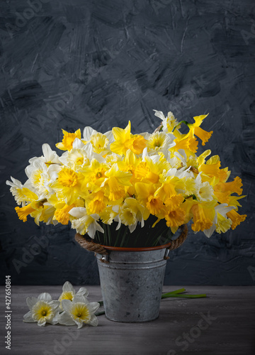Fresh spring bright yellow daffodils flowers in metal pot on grey background. Copy space.
