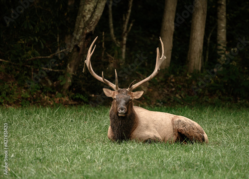 Fototapeta Naklejka Na Ścianę i Meble -  Sitting Bull Elk Stares At Camera
