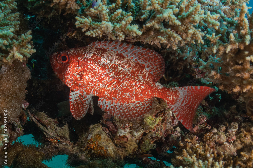 Fish swim in the Red Sea, colorful fish, Eilat Israel
Fish swim in the Red Sea, colorful fish, Eilat Israel