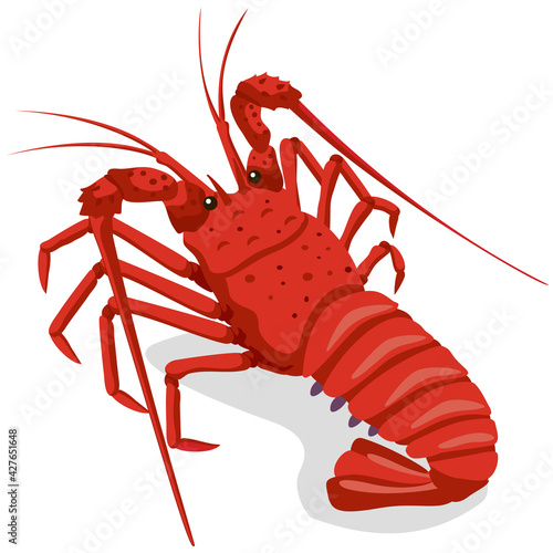 Spiny lobster illustration, Japanese seafood ingredient