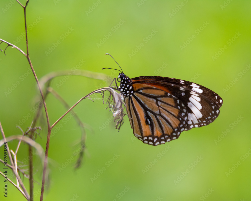 Common tiger resting on a dead plant Common tiger resting on a dead plant