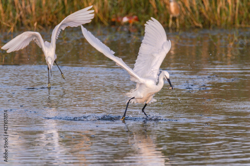 Western Reef Heron (White Morph) with a fish photo