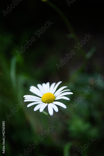 daisy flower