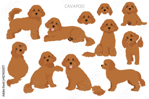 Cavapoo mix breed clipart. Different poses, coat colors set photo