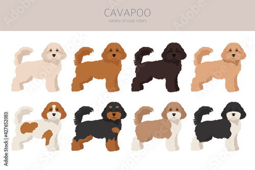 Cavapoo mix breed clipart. Different poses, coat colors set photo