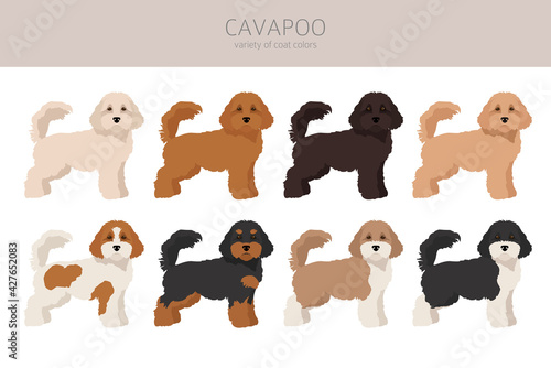 Cavapoo mix breed clipart. Different poses, coat colors set