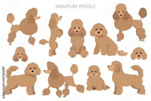 Miniature poodle clipart. Different poses, coat colors set photo