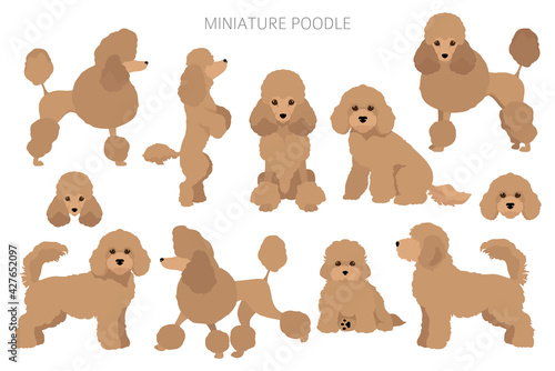Miniature poodle clipart. Different poses, coat colors set