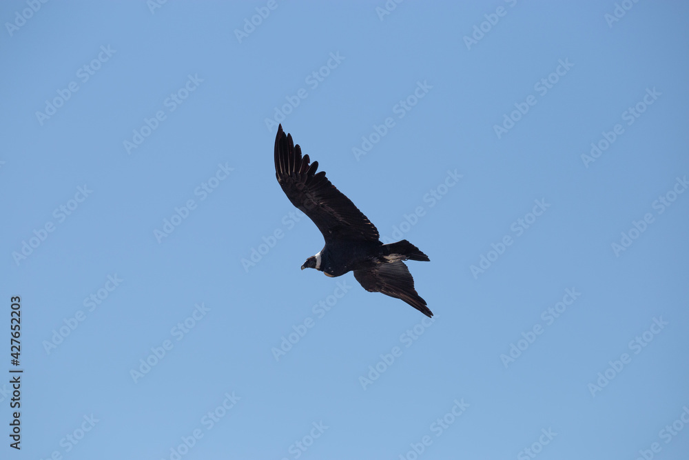 Obraz premium Condor