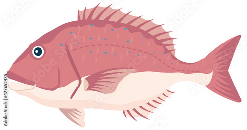 魚／鯛